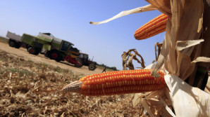 GMO linked to gluten disorders plaguing 18 million Americans – report